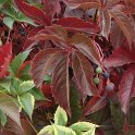 Parthenocissus quinquefolia feuille automne